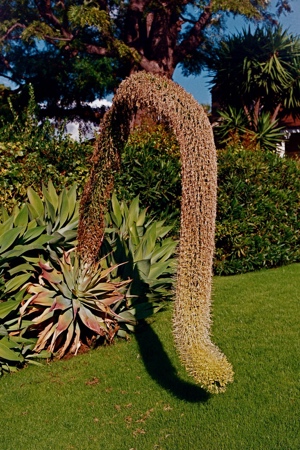 Large Cactus | L.A. CA | 2009