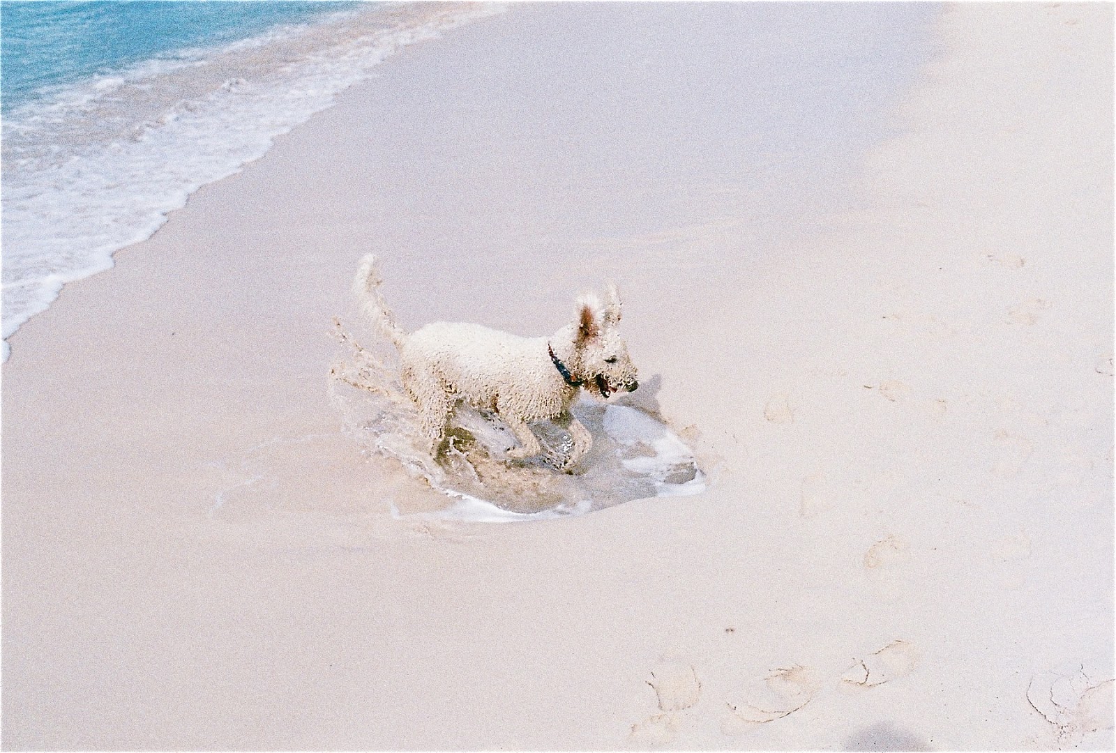 Dog Digging on Beach | Grand Turk | 2013