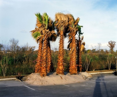 Palm Trees in Parking Lot | Baton Rouge LA | 2008